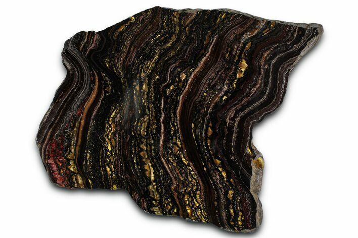 Polished Tiger Iron Stromatolite Slab - Billion Years #351797